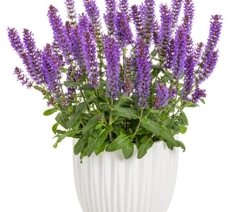 Violet Profusion Salvia