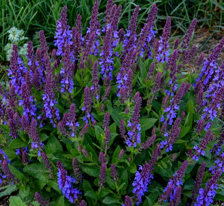 Violet Profusion Salvia