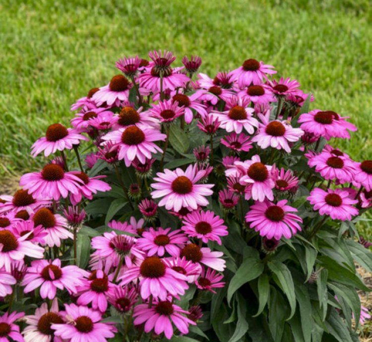 Color Coded The Fuchsia is Bright Coneflower