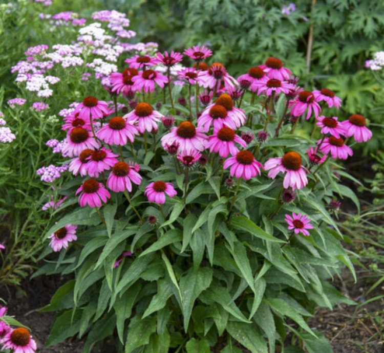 Color Coded The Fuchsia is Bright Coneflower