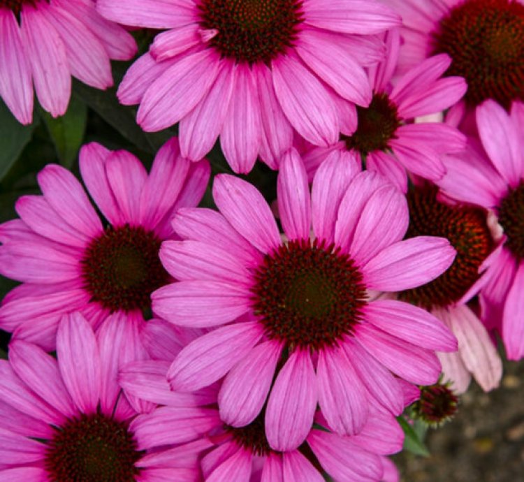 Color Coded The Fuchsia is Bright Coneflower