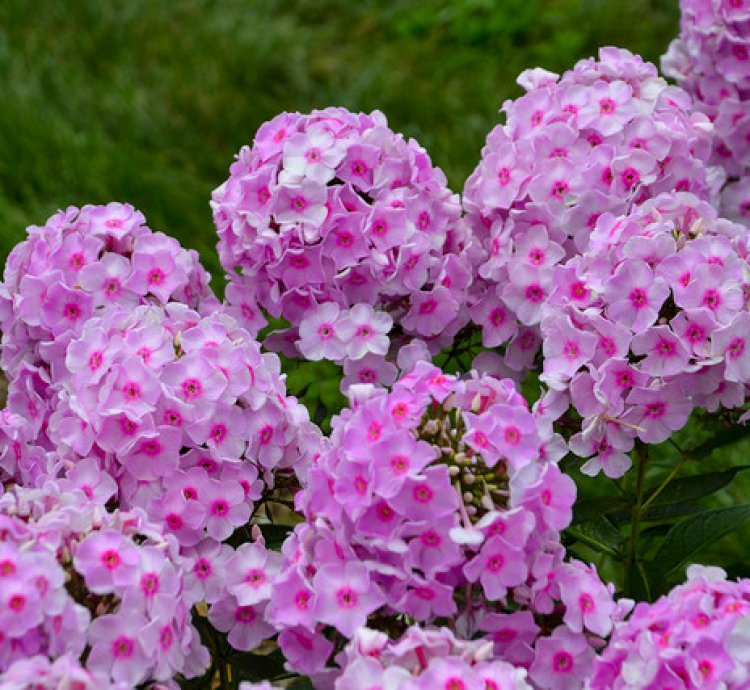 Luminary Opalescence Phlox