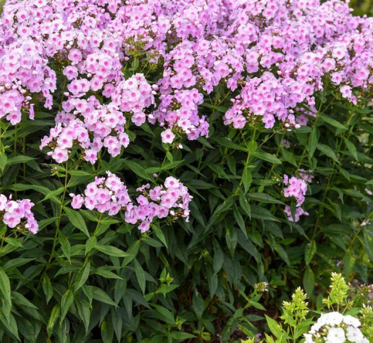 Luminary Opalescence Phlox