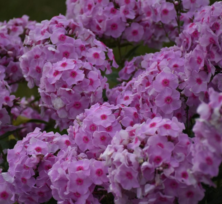 Luminary Opalescence Phlox