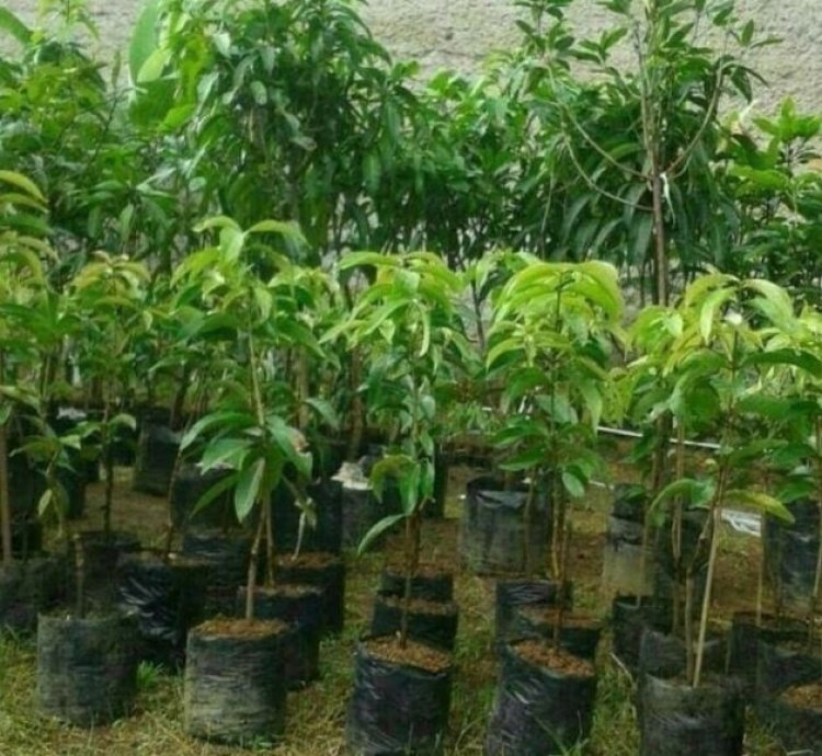 Apple Mango Plant Seedling