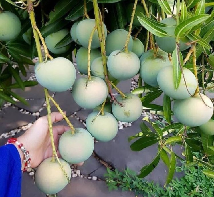 Apple Mango Plant Seedling