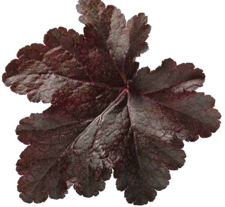 Primo Black Pearl Coral Bells