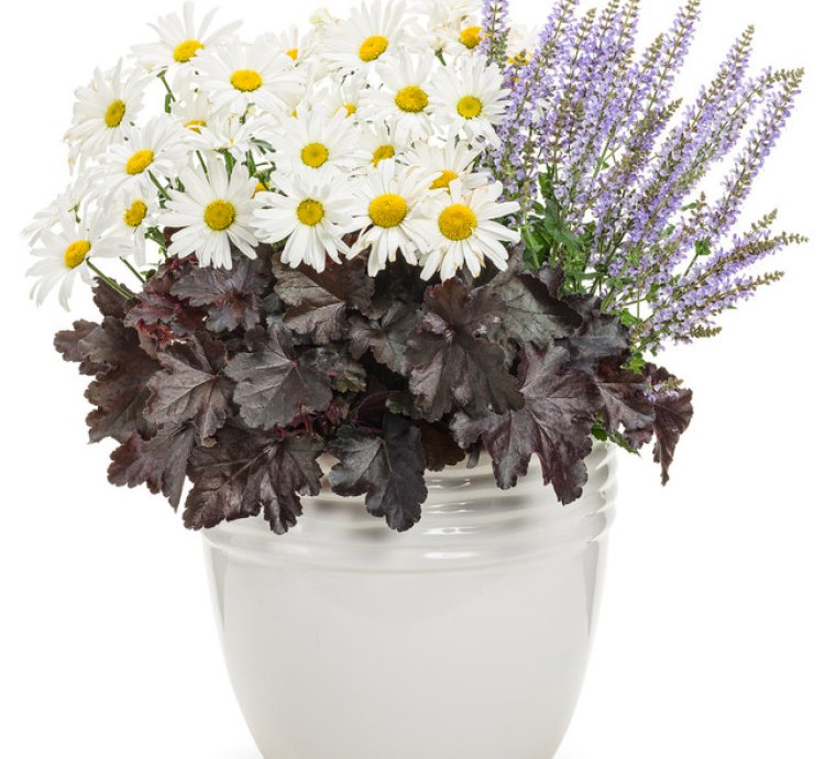 Primo Black Pearl Coral Bells