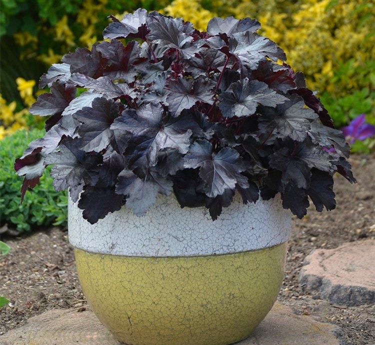 Primo Black Pearl Coral Bells