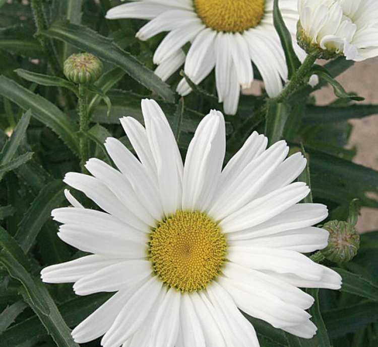 Amazing Daisies Daisy May