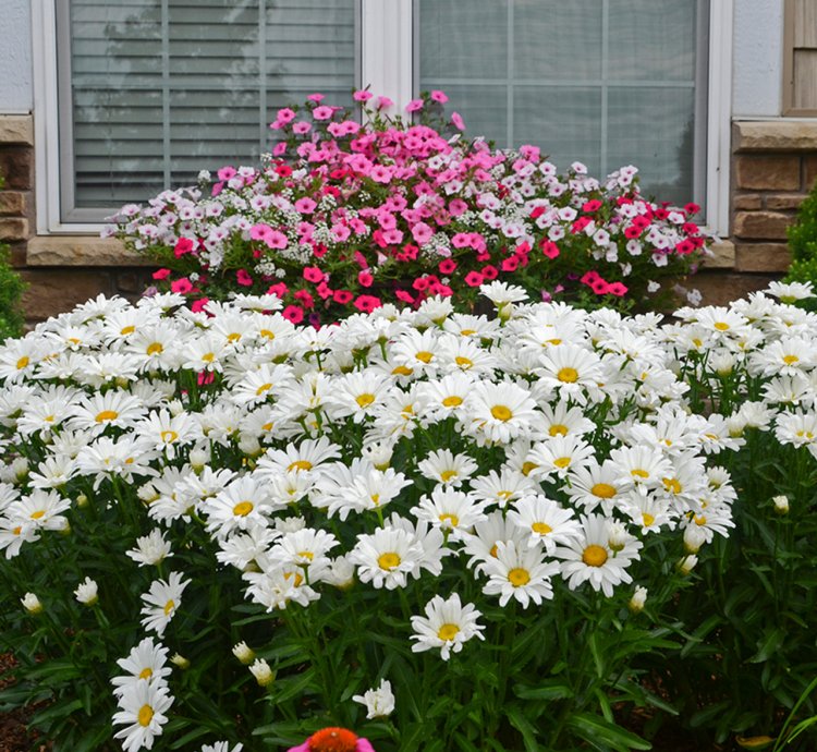 Amazing Daisies Daisy May