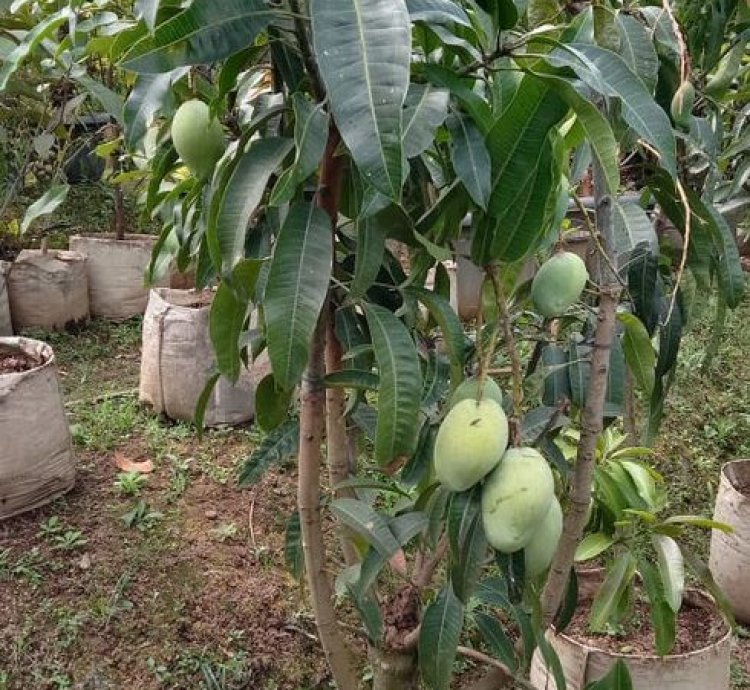 Arumanis Mango Seedling