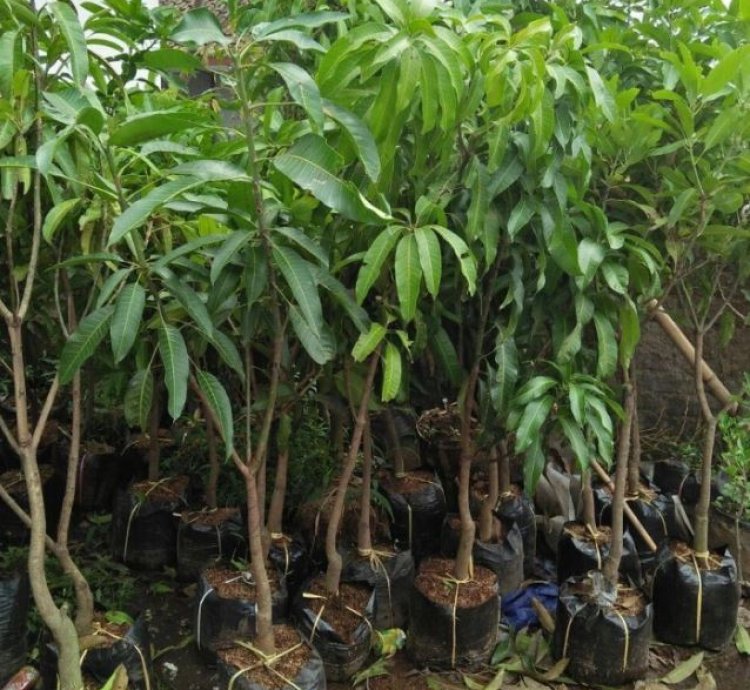 Arumanis Mango Seedling