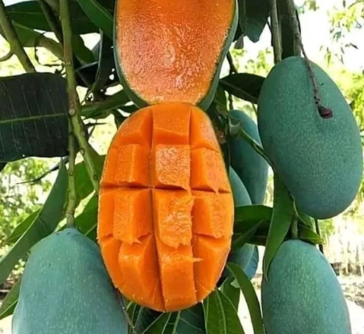Arumanis Mango Seedling