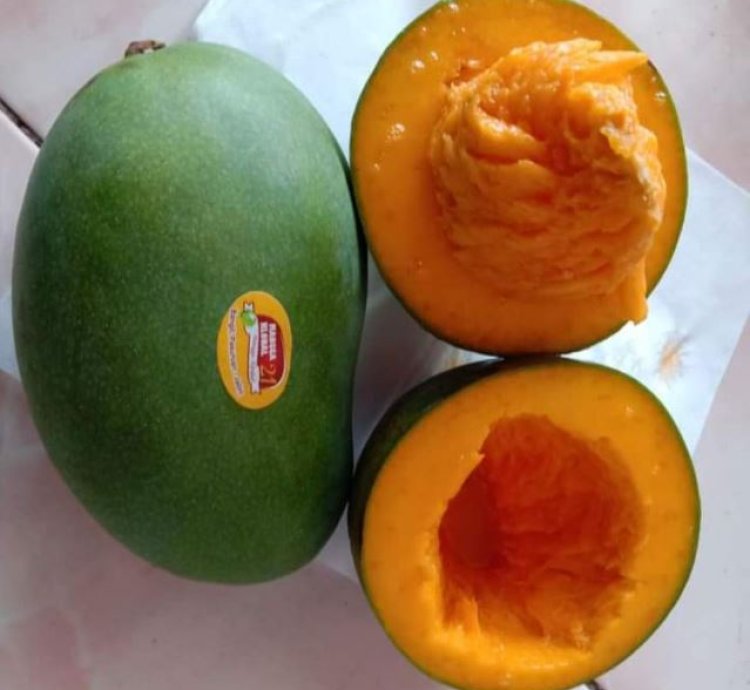 Alpukat Mango Seedling
