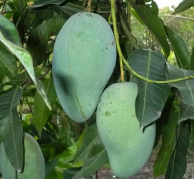 Alpukat Mango Seedling