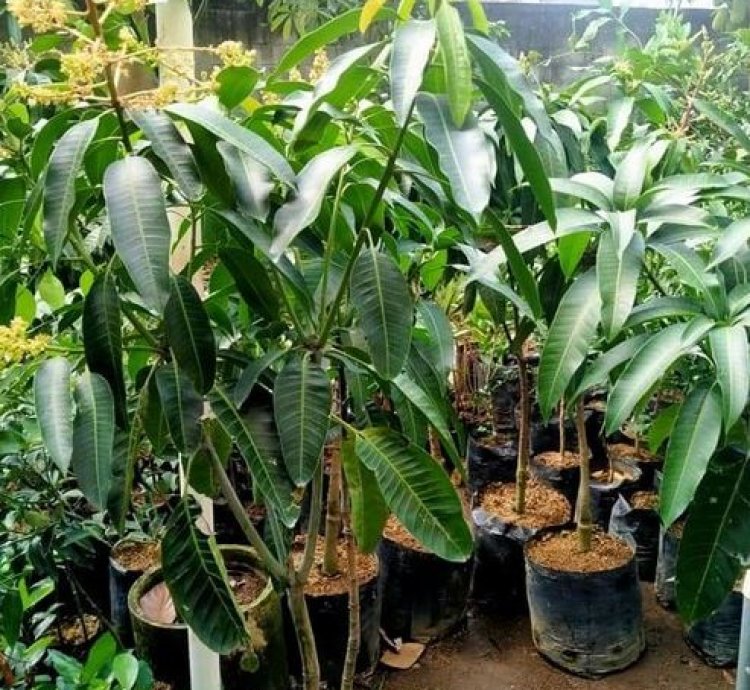Alpukat Mango Seedling