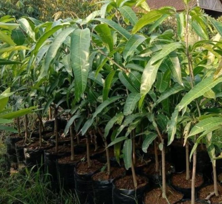 Red Ivory Mango Seedling