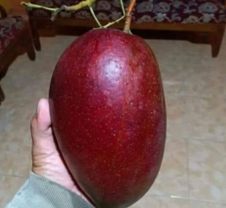 Red Ivory Mango Seedling