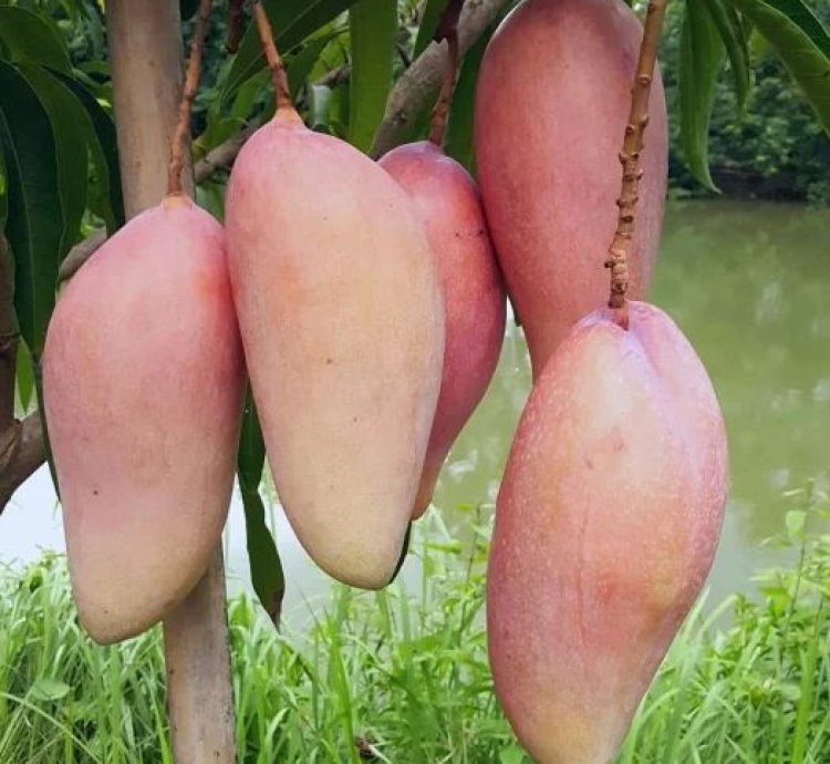 Red Ivory Mango Seedling