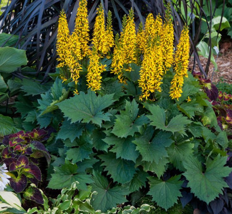 Bottle Rocket Ligularia