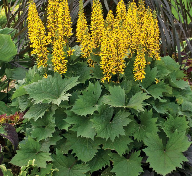 Bottle Rocket Ligularia