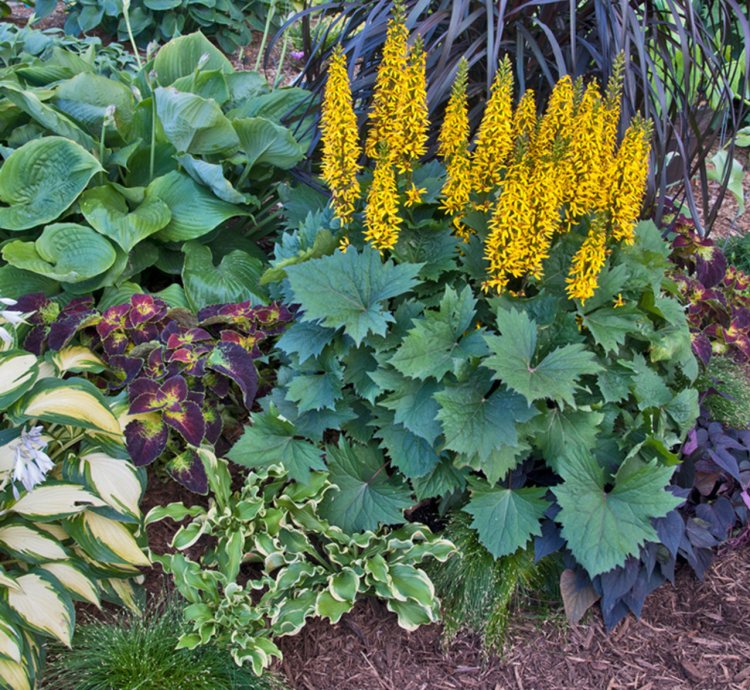 Bottle Rocket Ligularia