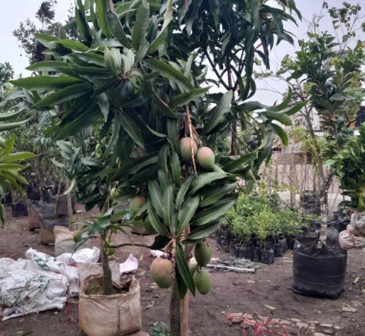 Red Brazil Mango Seedling