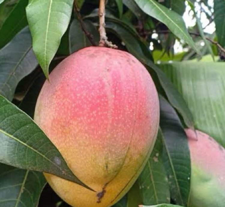 Red Brazil Mango Seedling