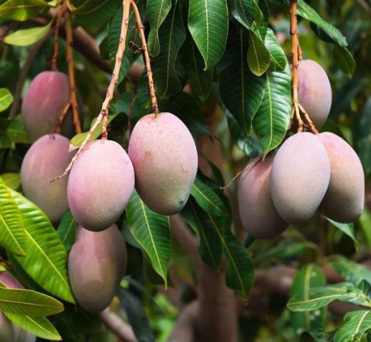 Red Brazil Mango Seedling