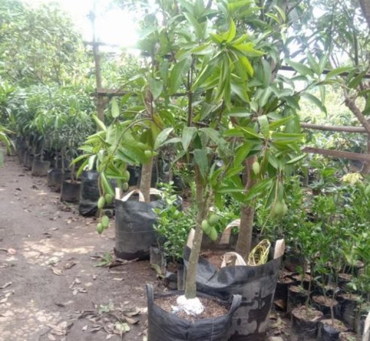 Chokanan Mango Seedling