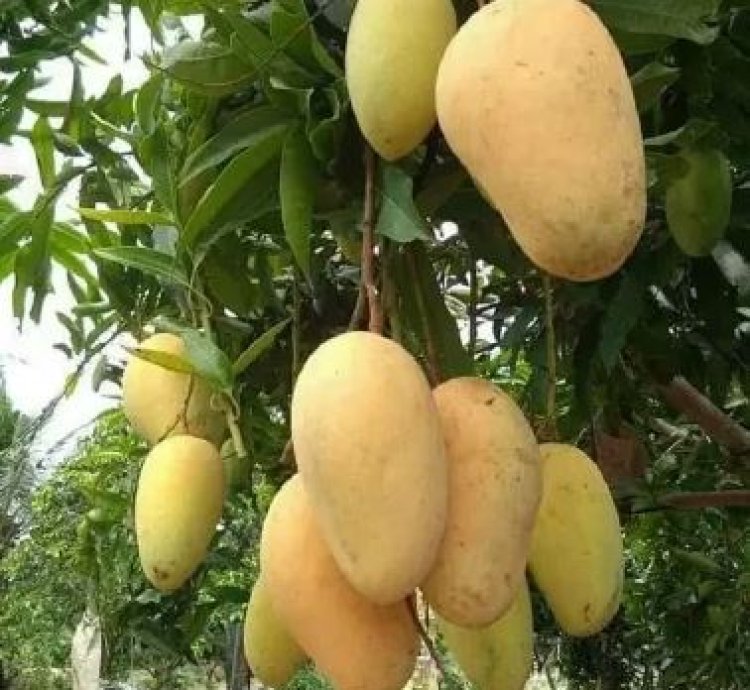 Chokanan Mango Seedling