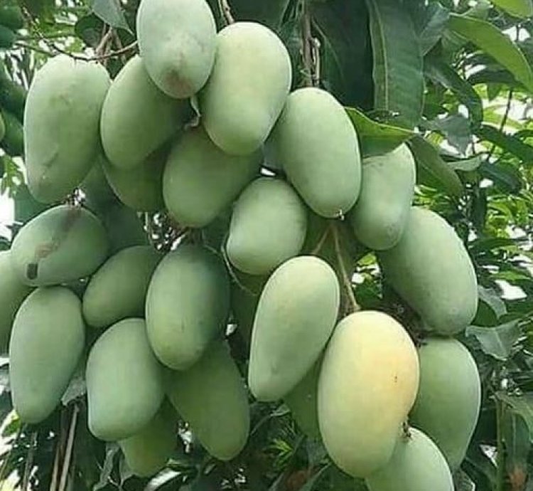 Chokanan Mango Seedling