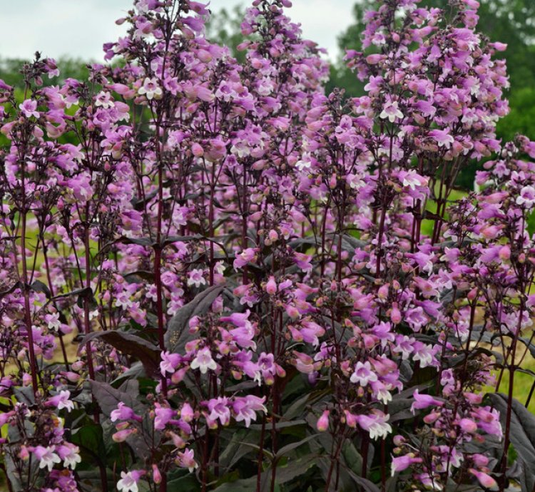 Midnight Masquerade Beardtongue