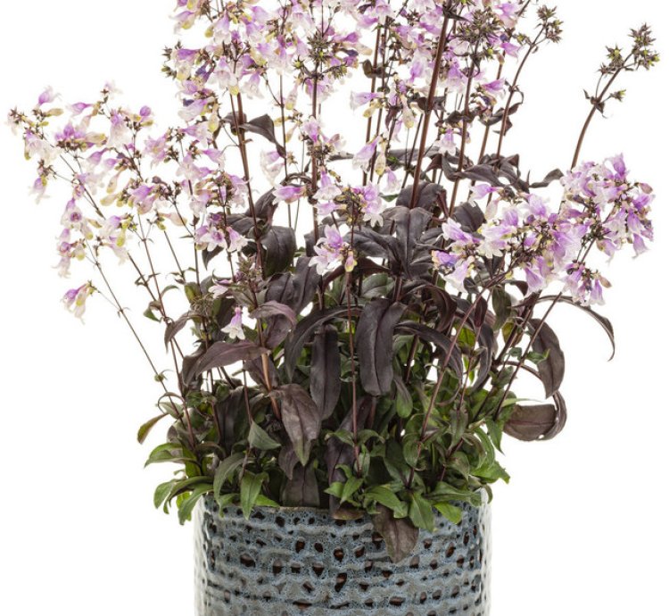 Midnight Masquerade Beardtongue