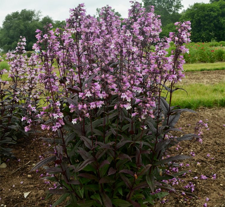 Midnight Masquerade Beardtongue