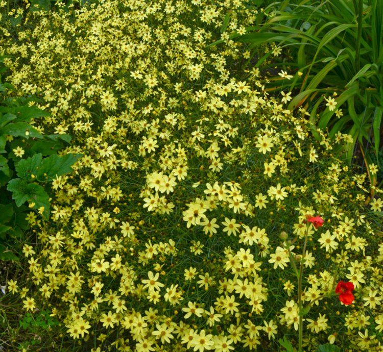 Moonbeam Threadleaf Tickseed