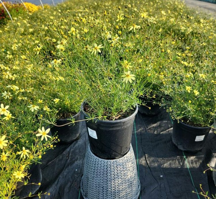 Moonbeam Threadleaf Tickseed