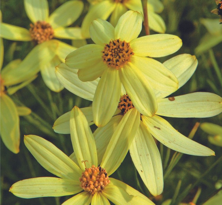 Moonbeam Threadleaf Tickseed