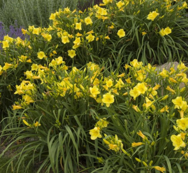 Happy Returns Daylily