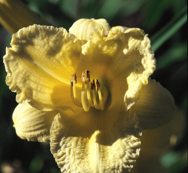 Happy Returns Daylily