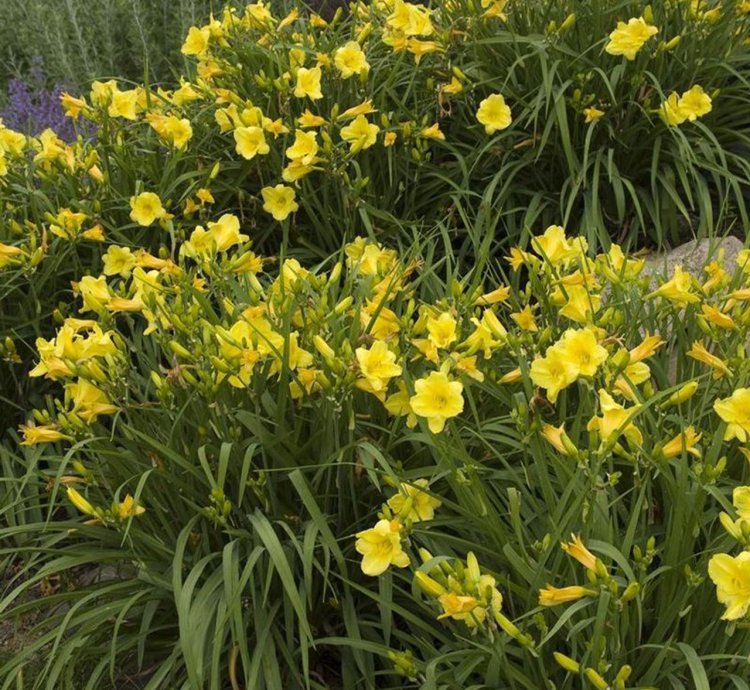 Happy Returns Daylily