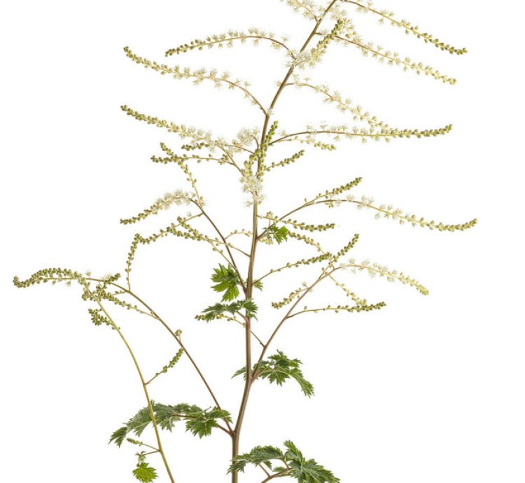 Chantilly Lace Goatsbeard