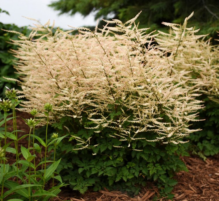Chantilly Lace Goatsbeard
