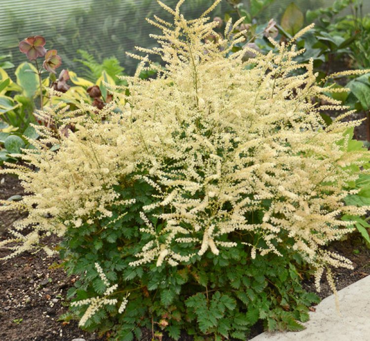Chantilly Lace Goatsbeard