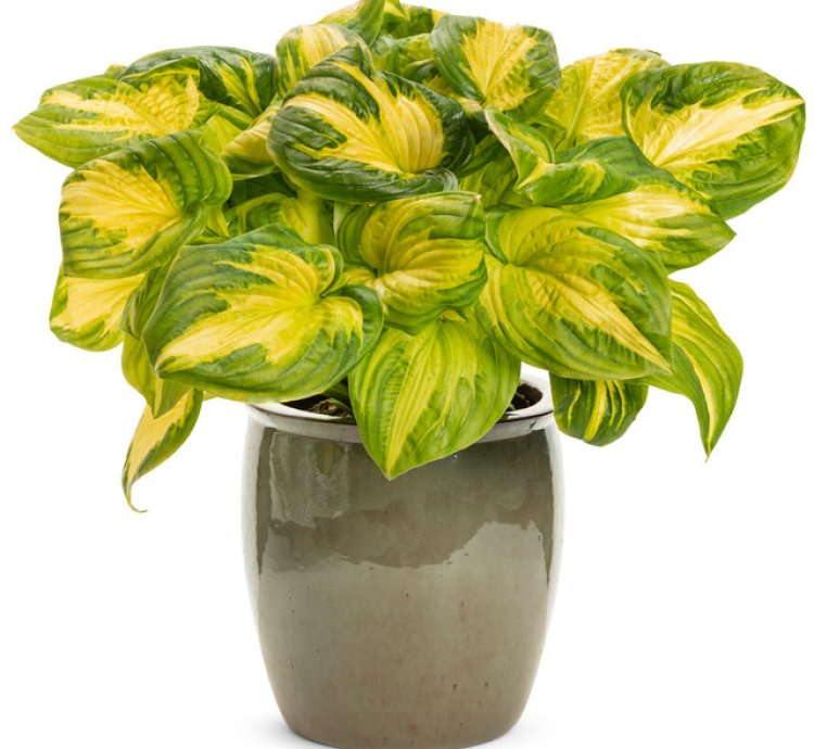 Shadowland Etched Glass Hosta
