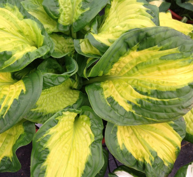 Shadowland Etched Glass Hosta