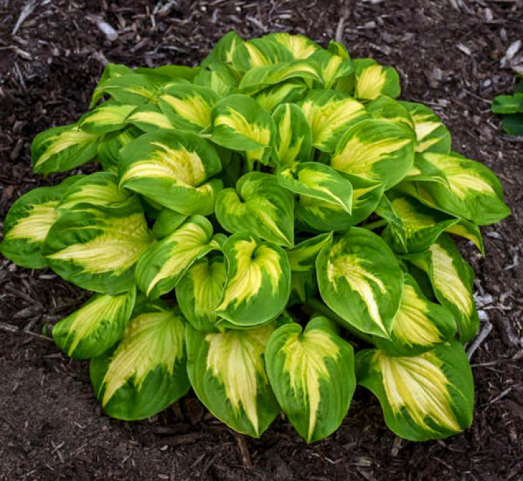 Shadowland Etched Glass Hosta