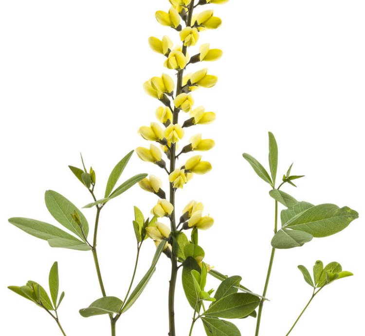 Decadence Lemon Meringue False Indigo