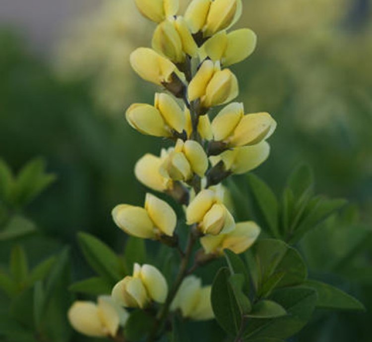 Decadence Lemon Meringue False Indigo